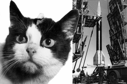 Кошка Фелисетт - единственная кошка, отправленная в космос