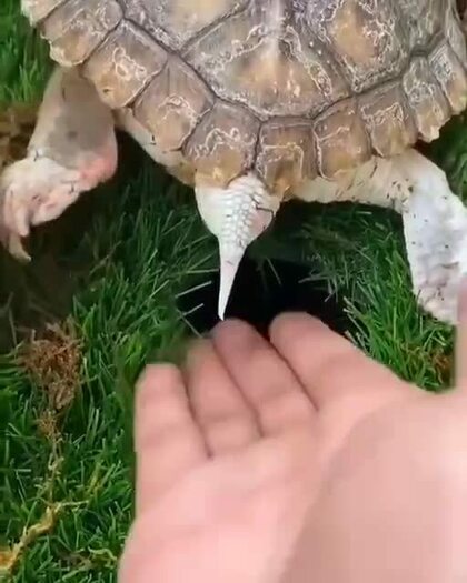 Как черепаха откладывает яйца
