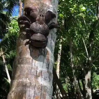 Пальмовый краб
