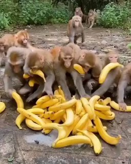 Что происходит с кучей бананов, попавшей в лапки обезьян 